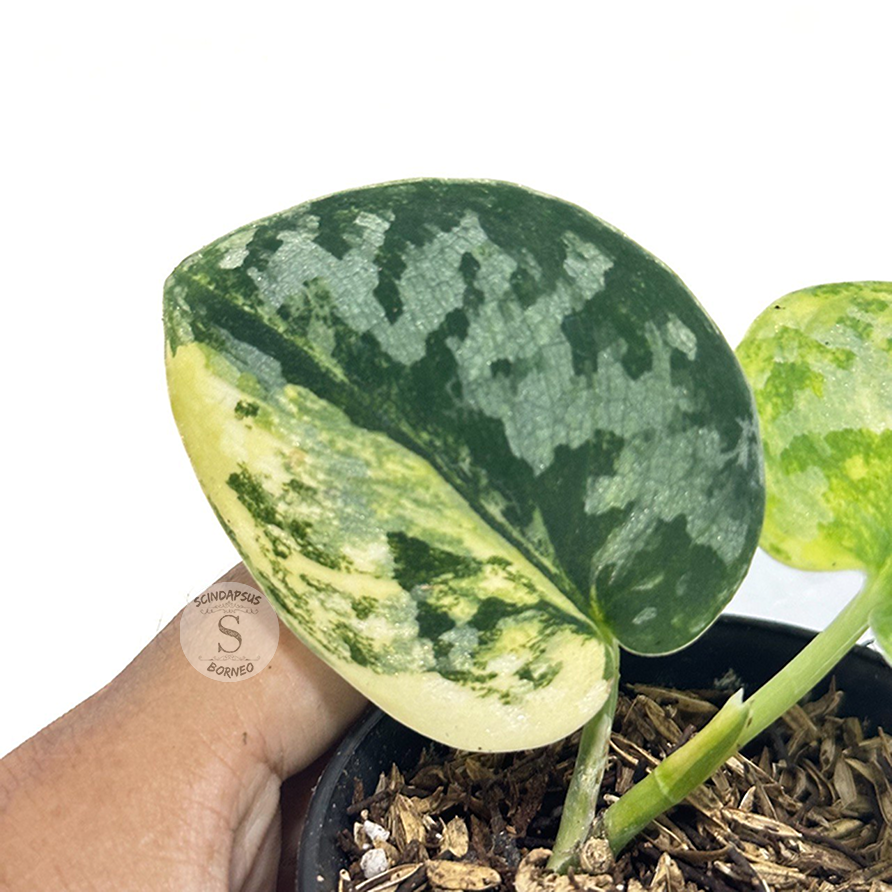 その他観葉植物 scindapsus bakudapati Buy Scindapsus Rubicon Aurea – Set of 3 | Thailand Export
