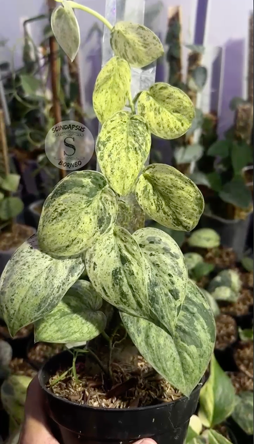 Scindapsus Creme Brulee- Best Selected - Scindapsus Borneo