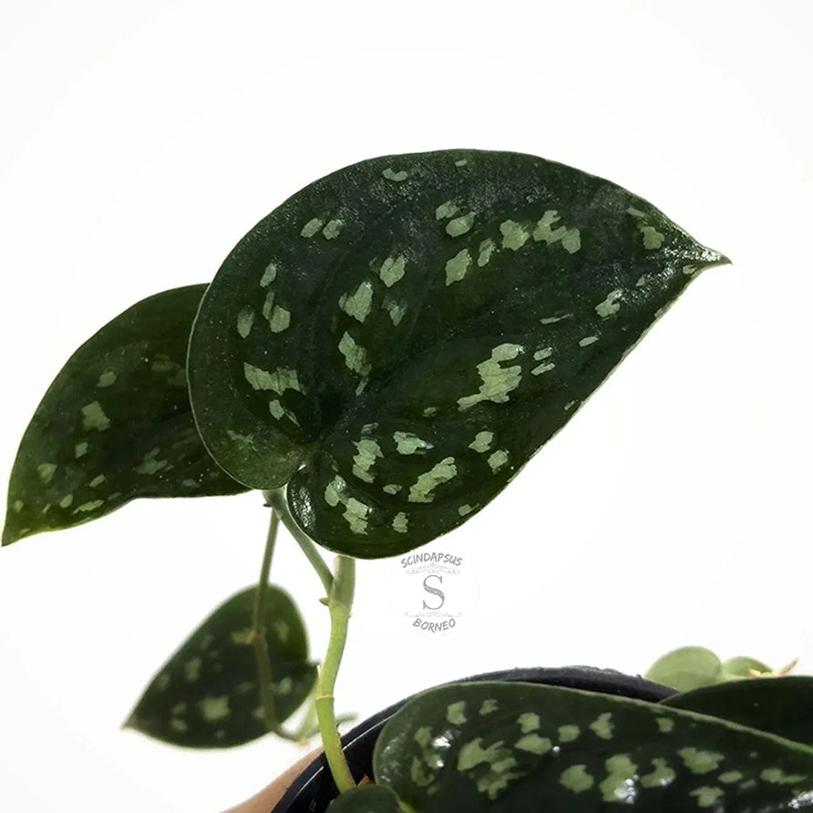 Scindapsus dark argyraeus