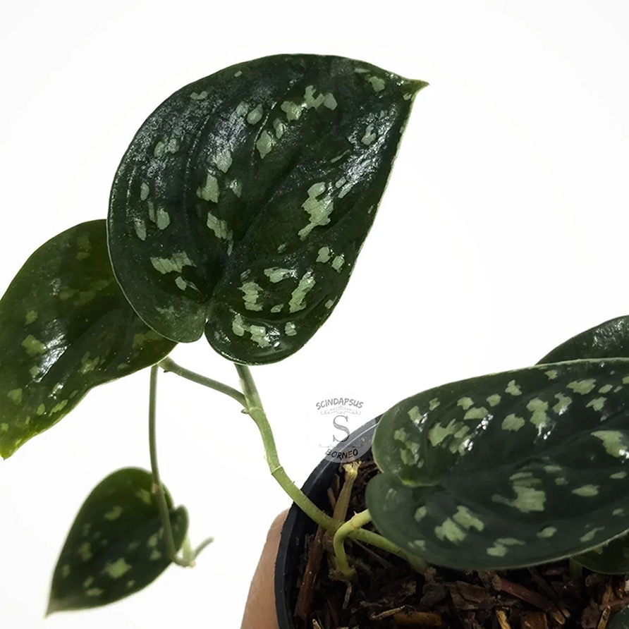 Scindapsus dark argyraeus