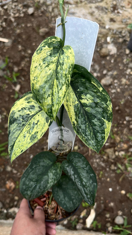 Scindapsus Dragon Splash Marble Choice 1 - Best Selected