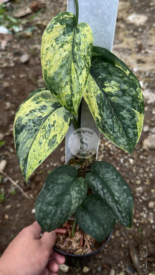 Scindapsus Dragon Splash Marble Choice 1 - Best Selected