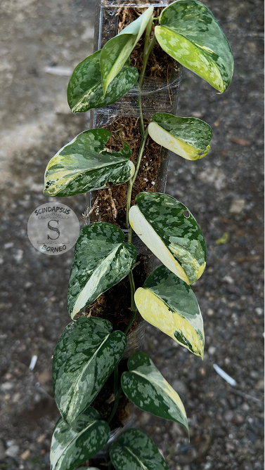 Scindapsus Amaterasu Tricolor - Best Selected