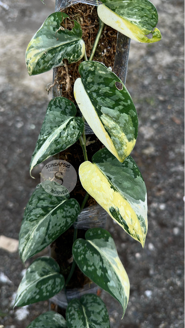 Scindapsus Amaterasu Tricolor - Best Selected