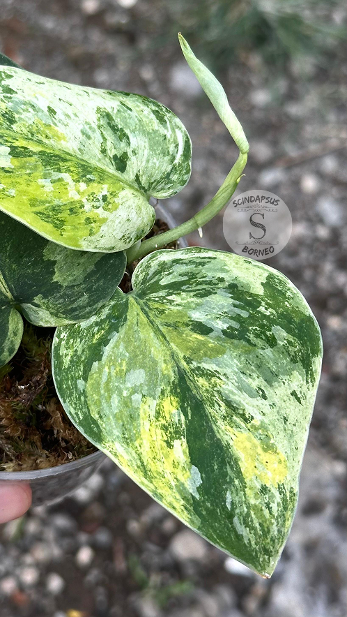 Scindapsus Borneo | Specializing Exotic & Rare Tropical Plant Seller