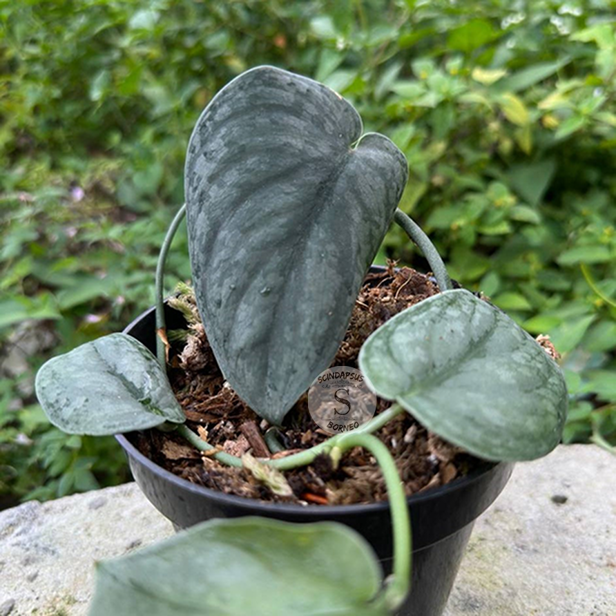 Scindapsus gray amazonica