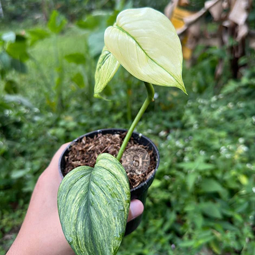 Scindapsus longispitatus yellow mint - Scindapsus Borneo