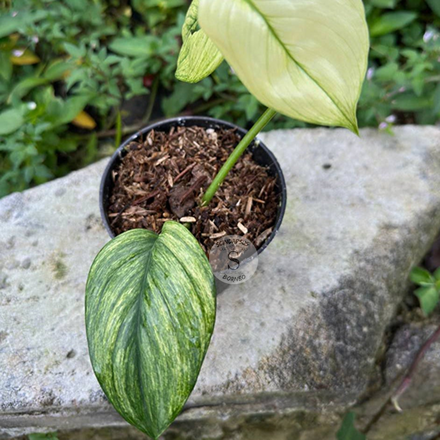 Scindapsus longispitatus yellow mint
