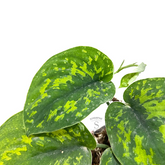Scindapsus macan - Scindapsus Borneo