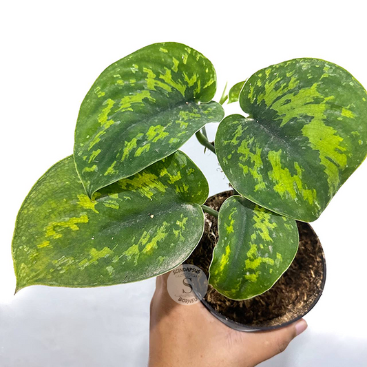 Scindapsus macan