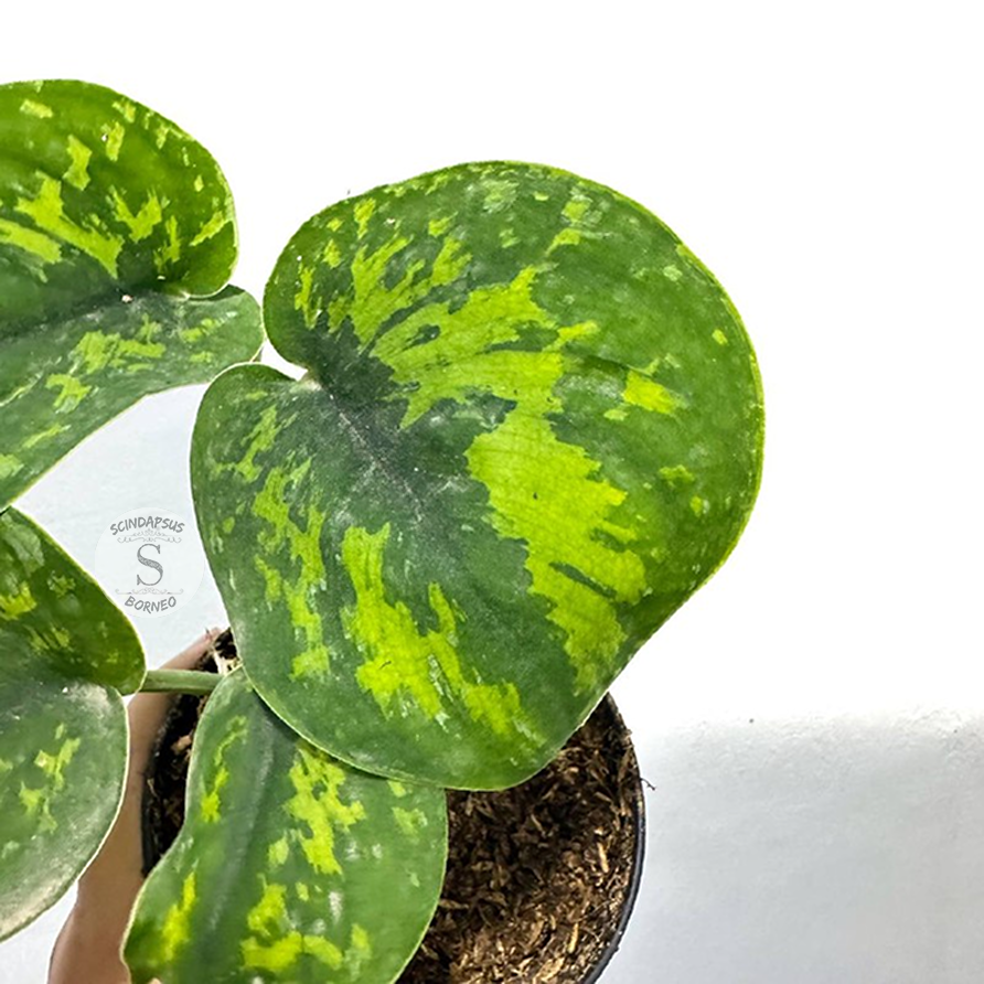 Scindapsus macan - Scindapsus Borneo
