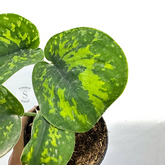 Scindapsus macan - Scindapsus Borneo