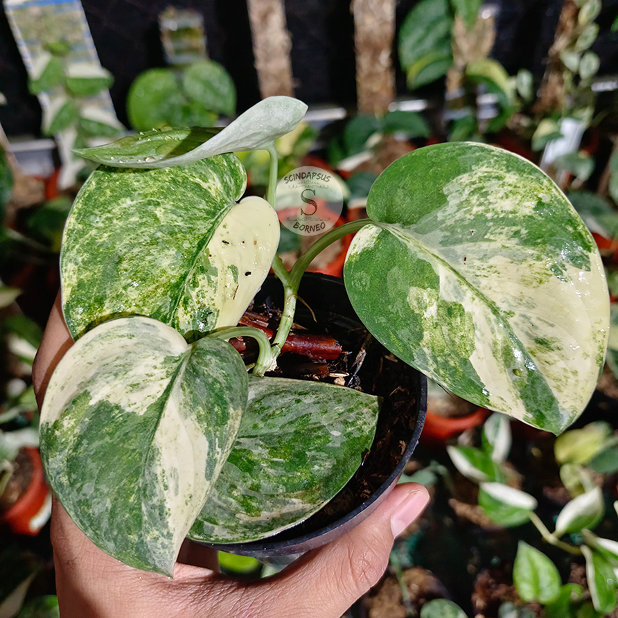 Variegated Mutation – Scindapsus Borneo