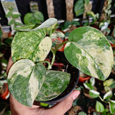 Scindapsus mangurai - Scindapsus Borneo