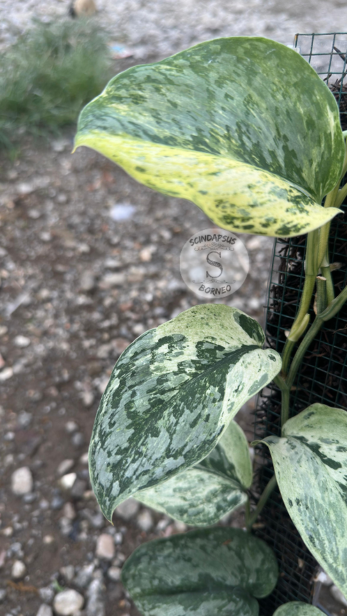 Scindapsus No Id Choice 2 - Best Selected