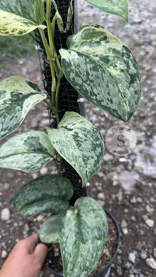 Scindapsus No Id Choice 2 - Best Selected