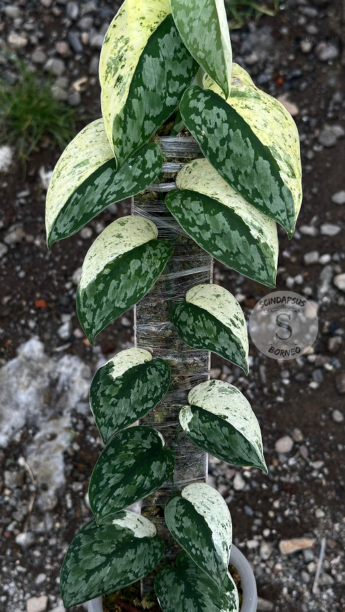 Scindapsus No Id Choice 1 - Best Selected