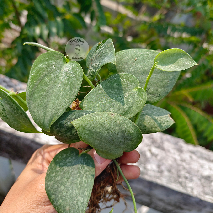 Scindapsus pictus Atlantic frost