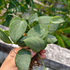 Scindapsus pictus Atlantic frost - Scindapsus Borneo