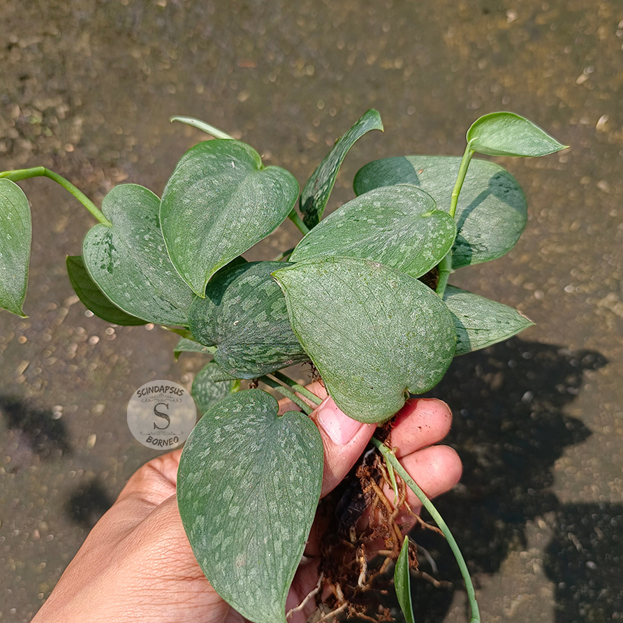 Scindapsus pictus Atlantic frost