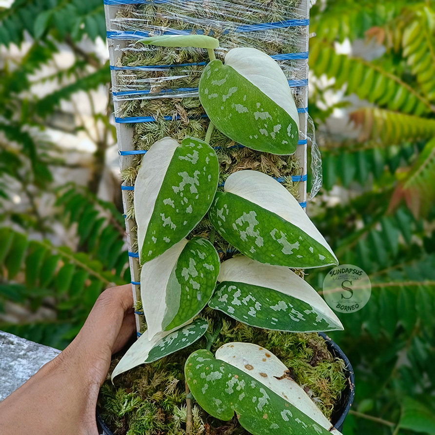 Scindapsus pictus argyraeus albo - Scindapsus Borneo