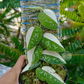 Scindapsus pictus argyraeus albo - Scindapsus Borneo