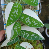 Scindapsus pictus argyraeus albo - Scindapsus Borneo