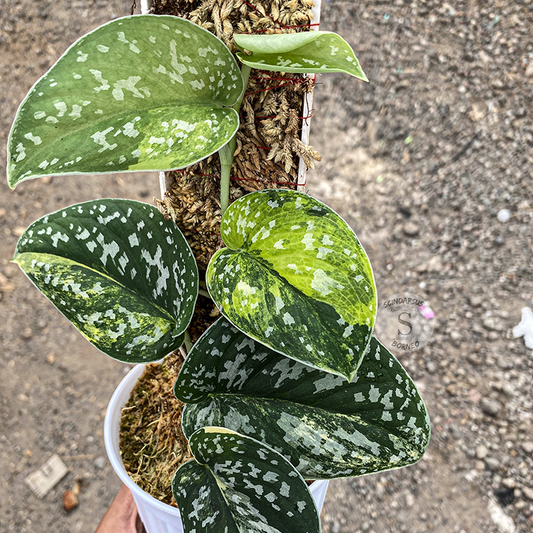 Scindapsus Senopati