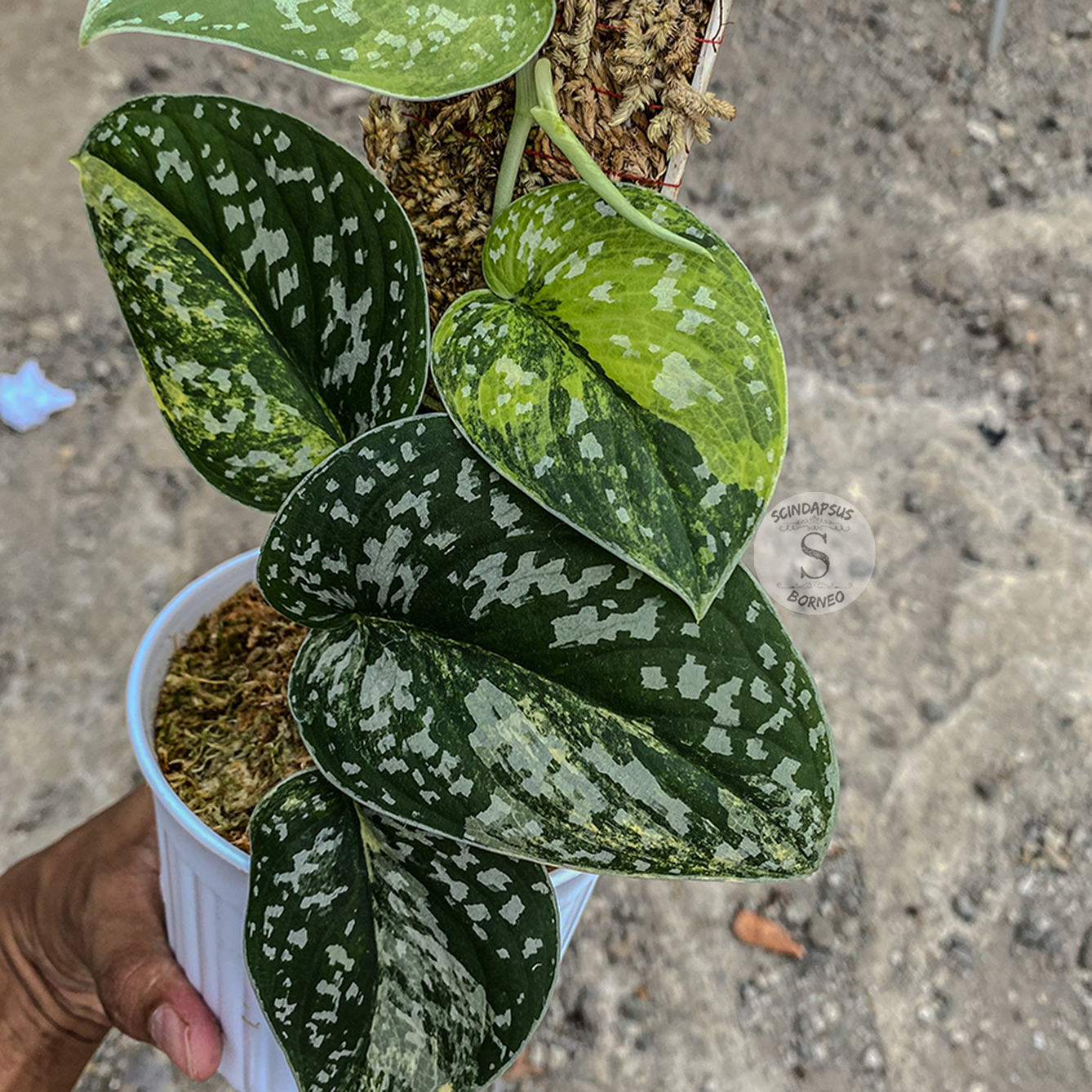 Scindapsus Senopati - Scindapsus Borneo