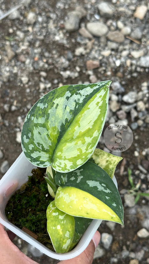 Scindapsus Sentarum - Best Selected