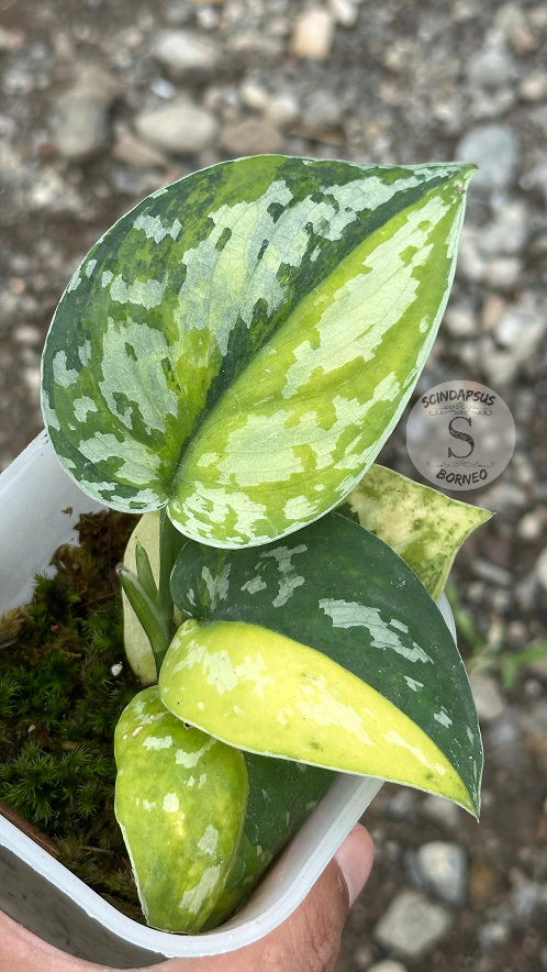 Scindapsus Sentarum - Best Selected