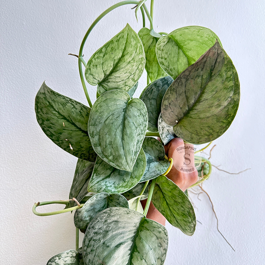 Scindapsus silver cloud - Scindapsus Borneo