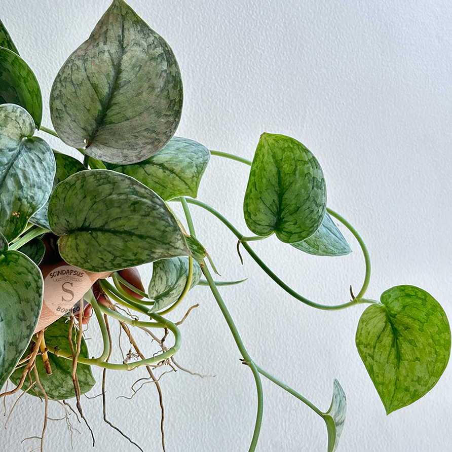 Scindapsus silver cloud