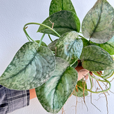 Scindapsus silver cloud - Scindapsus Borneo