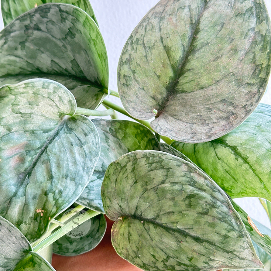silver cloud pothos Scindapsus Silver Cloud