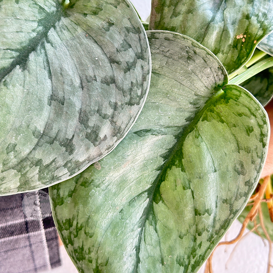 Scindapsus silver cloud