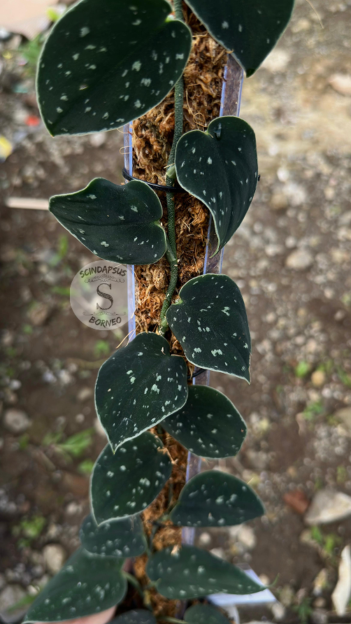 Scindapsus Silver Dark From Choice 1 - Best Selected