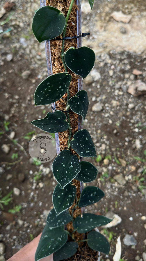 Scindapsus Silver Dark From Choice 1 - Best Selected