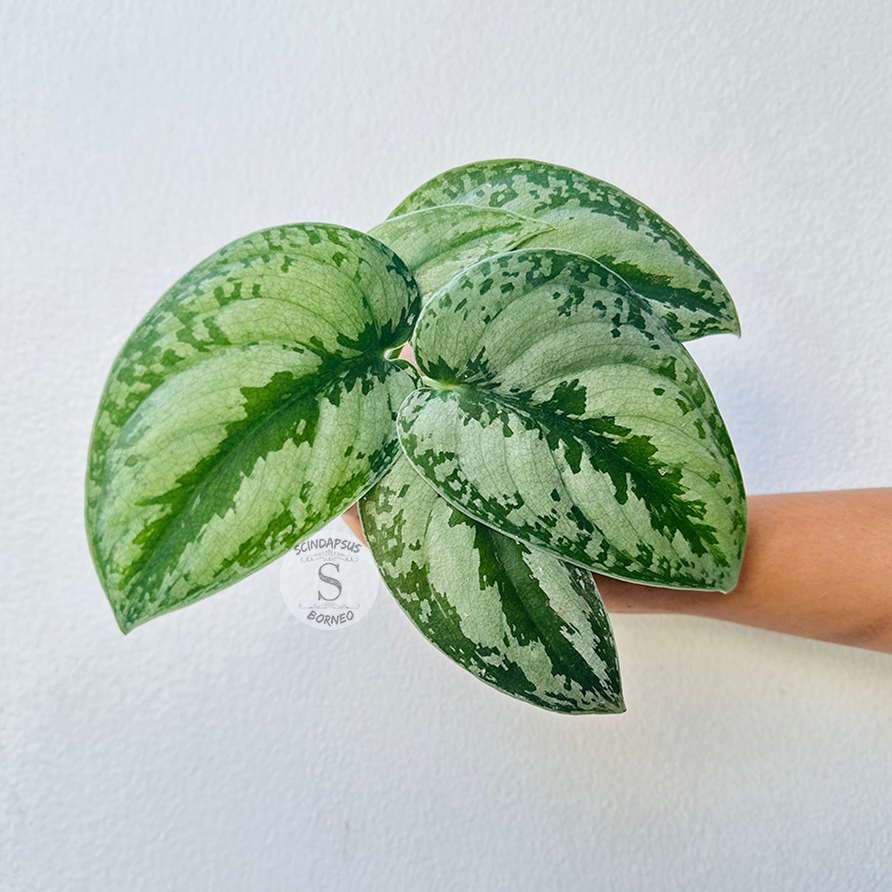 Scindapsus silver princess - Scindapsus Borneo