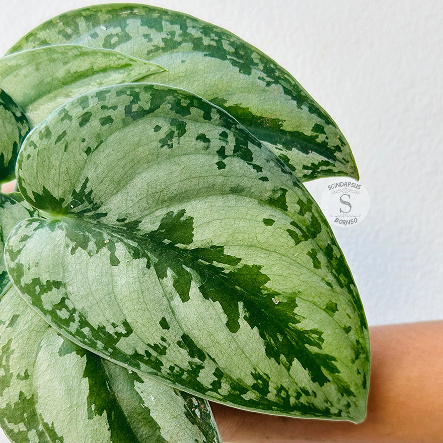 silver pothos nz Scindapsus Silver Princess – Scindapsus Borneo