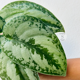 Scindapsus silver princess - Scindapsus Borneo