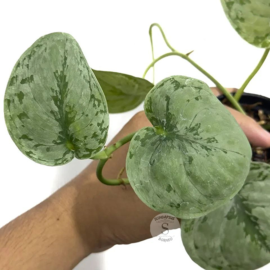 Scindapsus Sp Jambi - Scindapsus Borneo