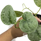 Scindapsus Sp Jambi - Scindapsus Borneo