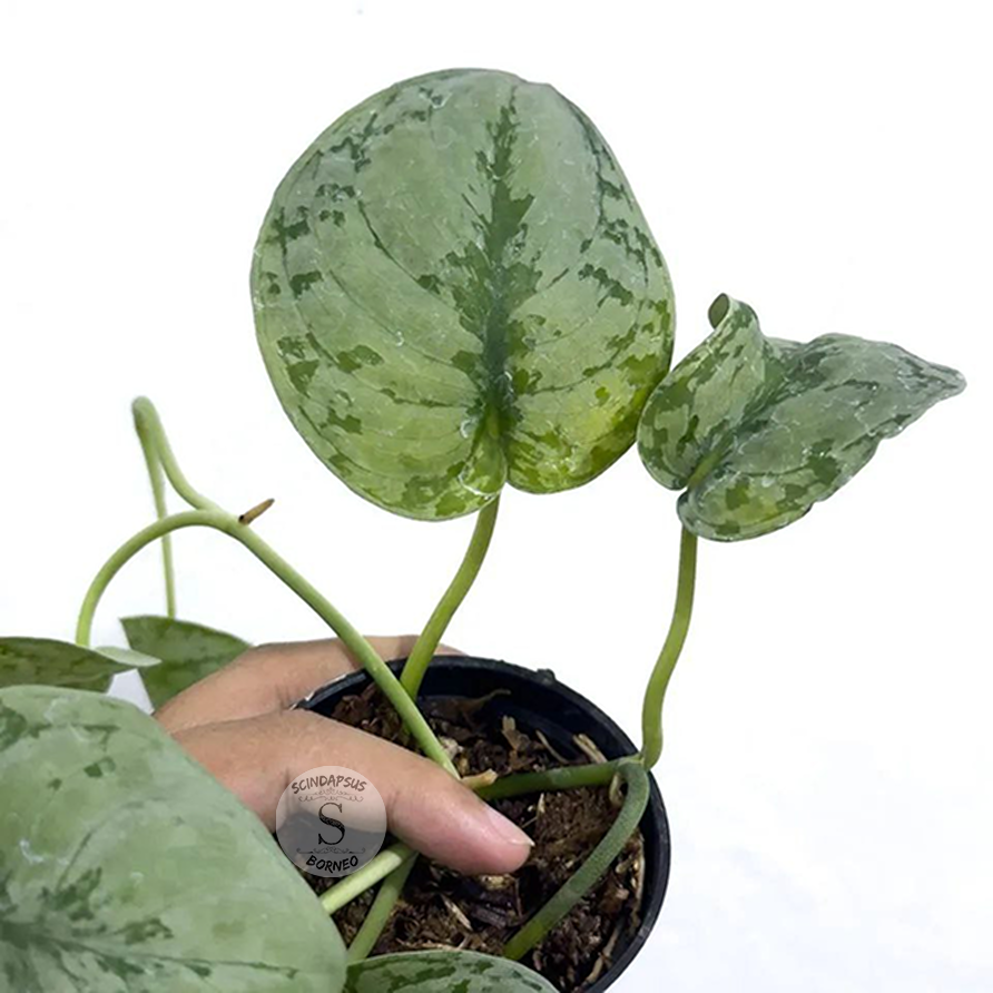 Scindapsus Sp Jambi - Scindapsus Borneo