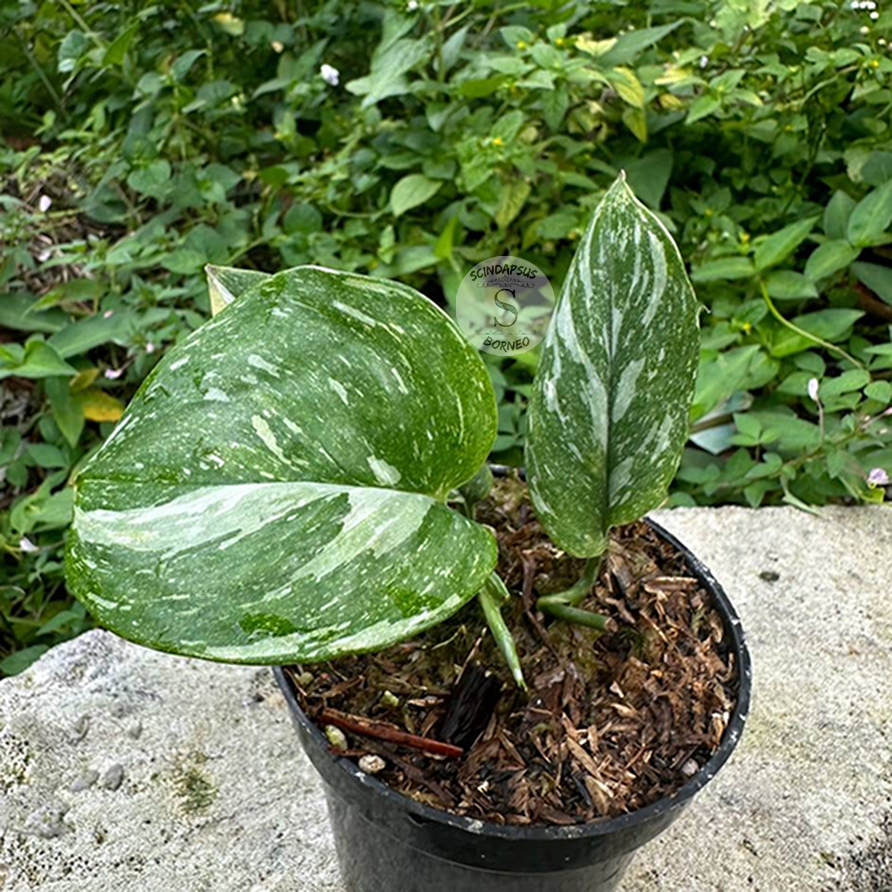 Scindapsus treubi galaxy medium size - Scindapsus Borneo