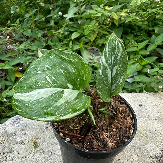 Scindapsus treubi galaxy medium size