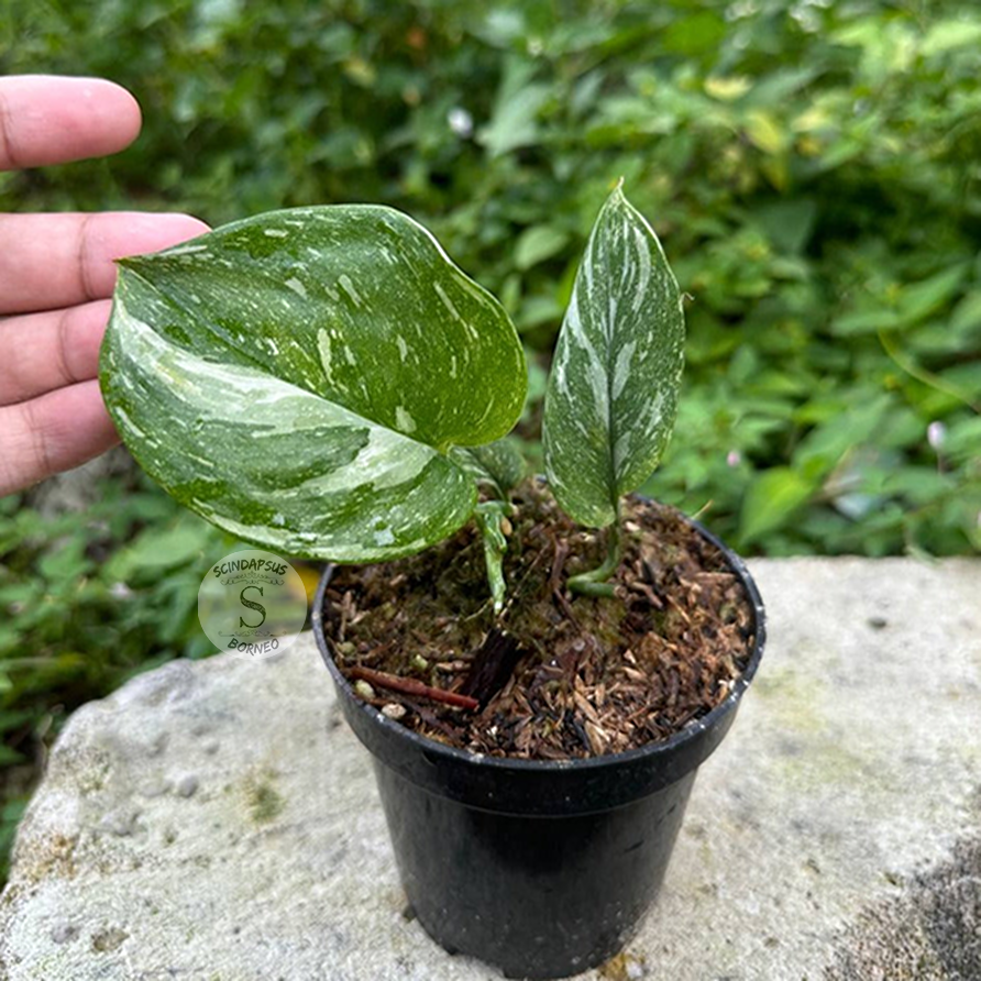 Scindapsus treubi galaxy medium size - Scindapsus Borneo