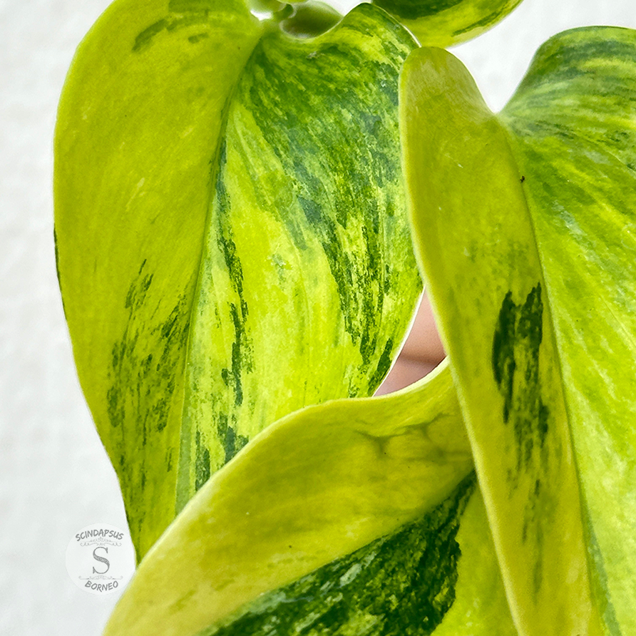 Scindapsus treubii aurea