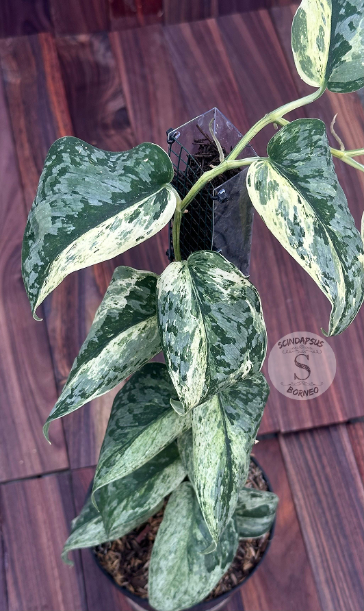 Scindapsus Acyntia - Best Selected - Scindapsus Borneo