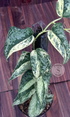 Scindapsus Acyntia - Best Selected - Scindapsus Borneo